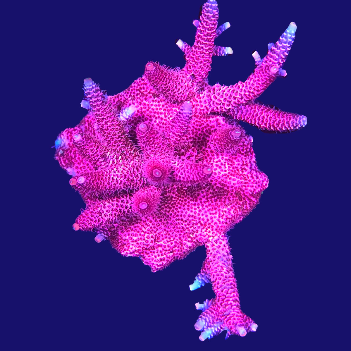 Kemper's Pink Mille Acropora