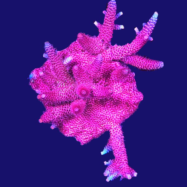 Kemper's Pink Mille Acropora