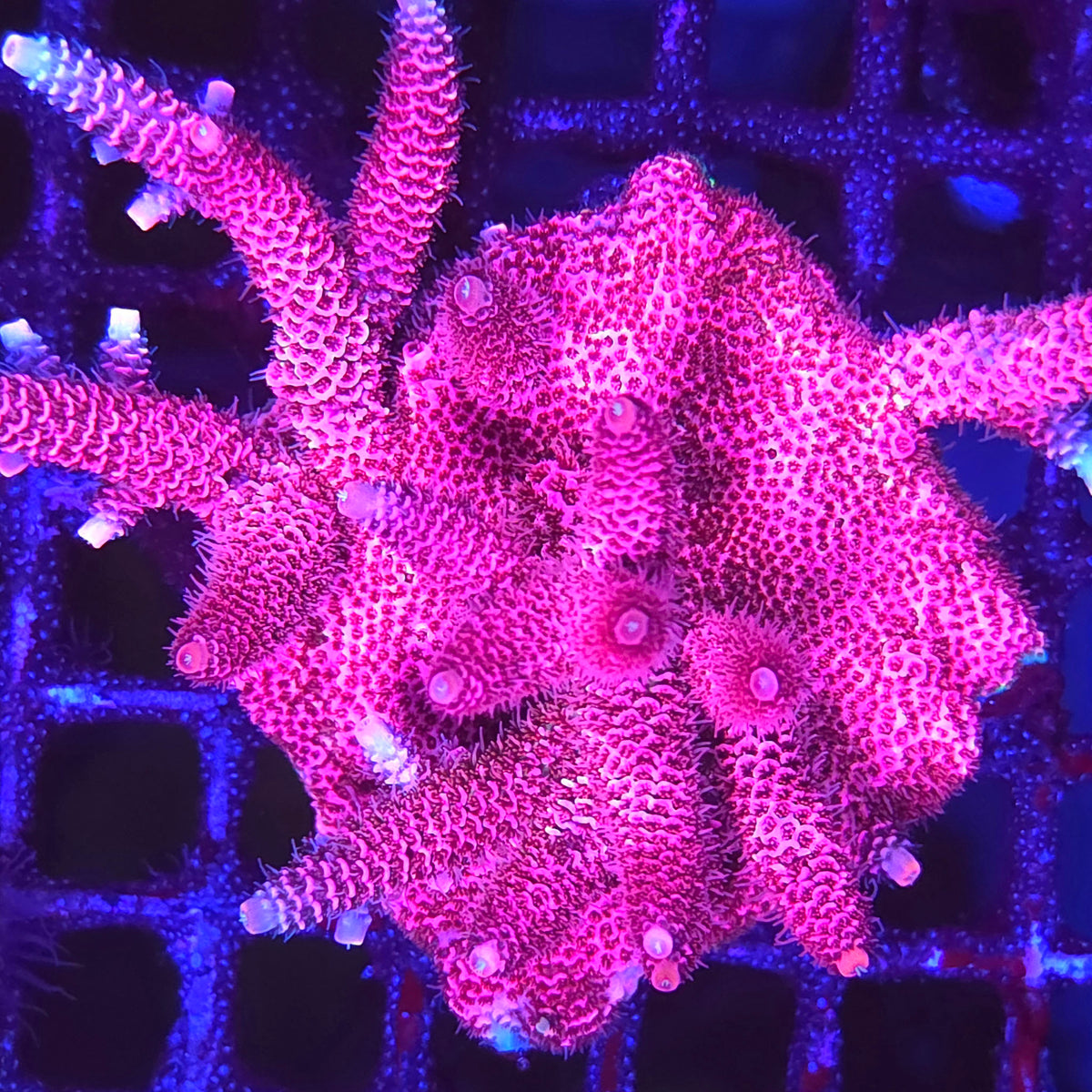 Kemper's Pink Mille Acropora