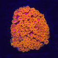 TSA Laffy Taffy Goniopora Bernardpora WYSIWYG - Aquacultured LPS Coral | AJ's Aquariums
