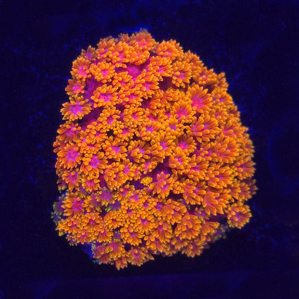 TSA Laffy Taffy Goniopora Bernardpora WYSIWYG - Aquacultured LPS Coral | AJ's Aquariums