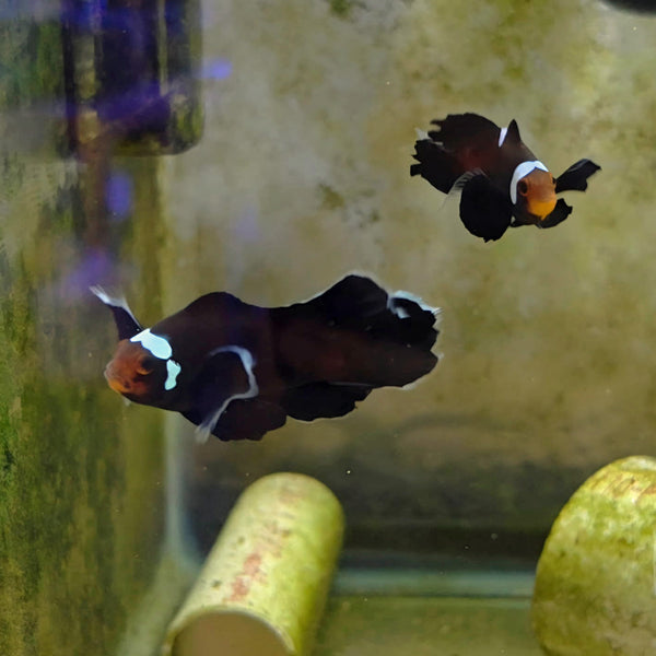 Domino Longfin Clownfish Pair