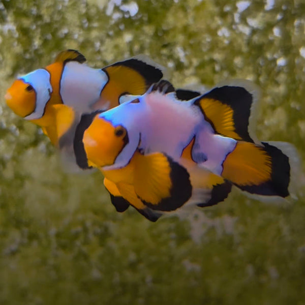 Black Ice Longfin Clownfish Pair