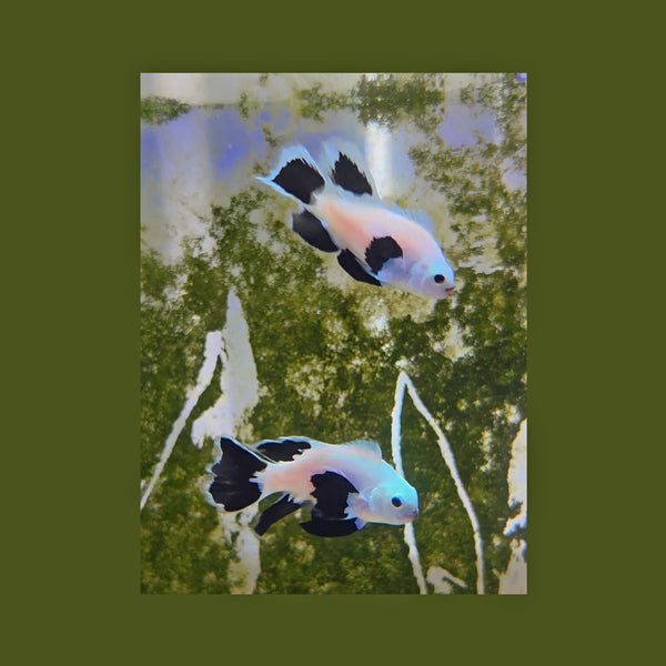Snow Storm Longfin Clownfish Pair