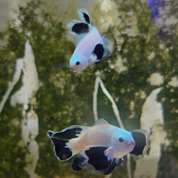 Snow Storm Longfin Clownfish Pair