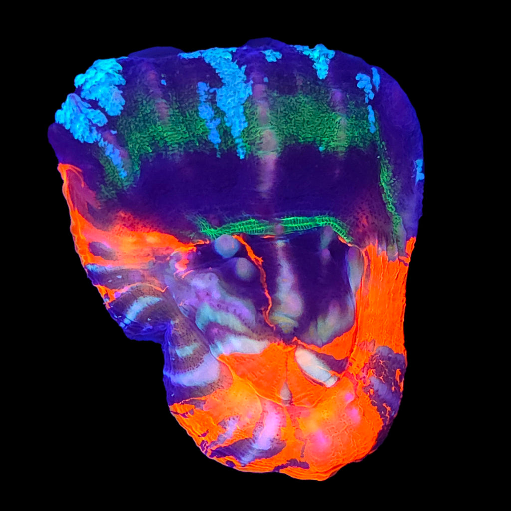 Master Scolymia — Aquacultured LPS Coral | AJ's Aquariums