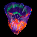 Master Scolymia — Aquacultured LPS Coral | AJ's Aquariums