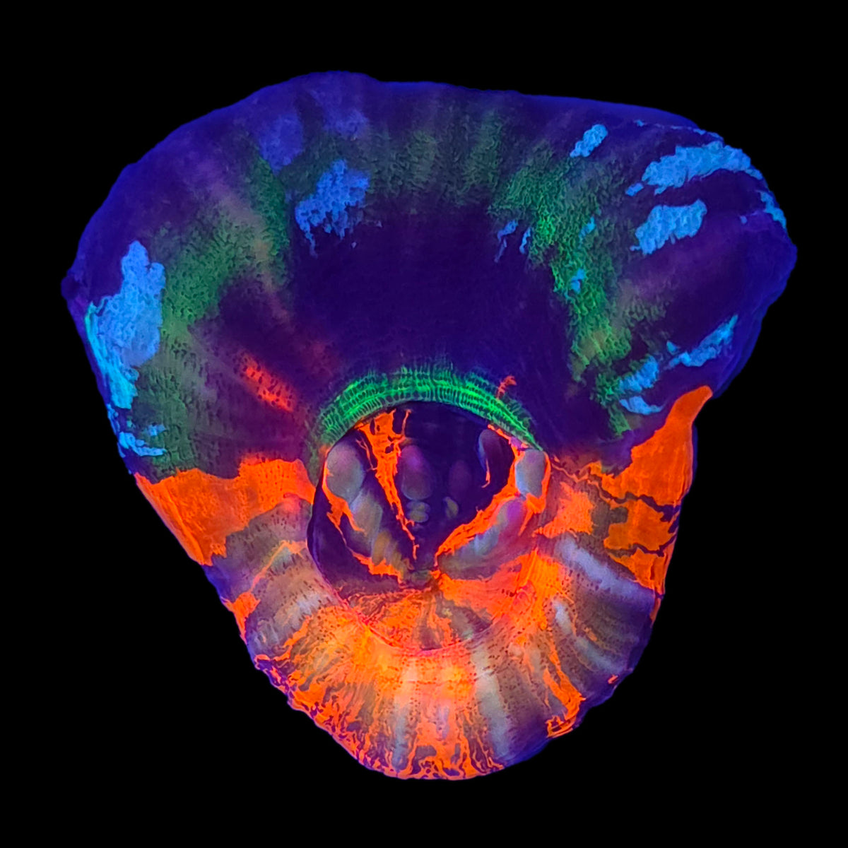 Master Scolymia — Aquacultured LPS Coral | AJ's Aquariums