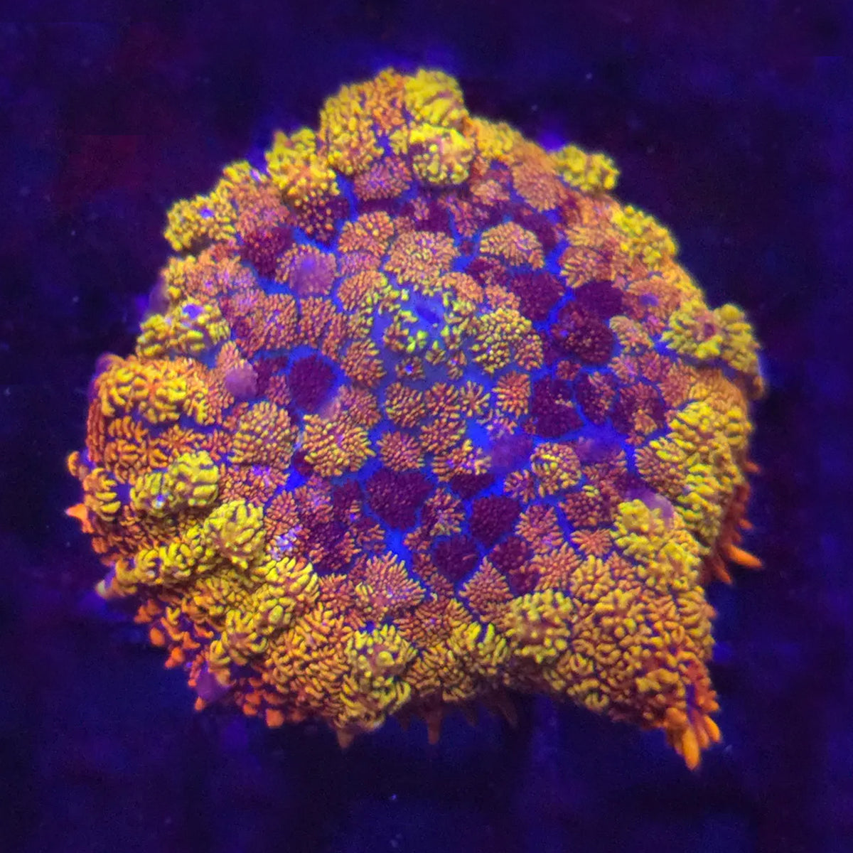 Maui Wowi Rhodactis Mushroom - Aquacultured Softie Coral | AJ's Aquariums
