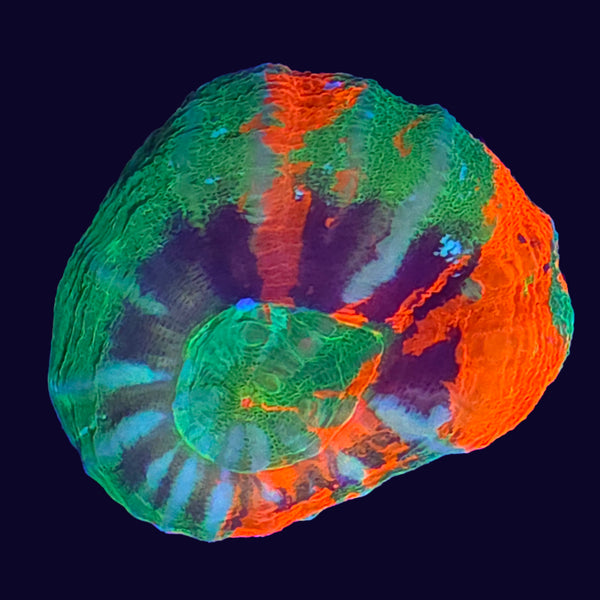 Master Scolymia - Aquacultured LPS Coral | AJ's Aquariums