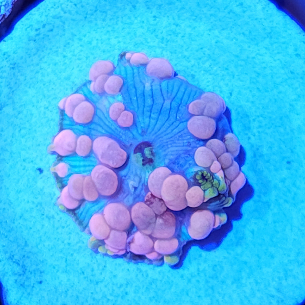 Neptune Bounce Mushroom