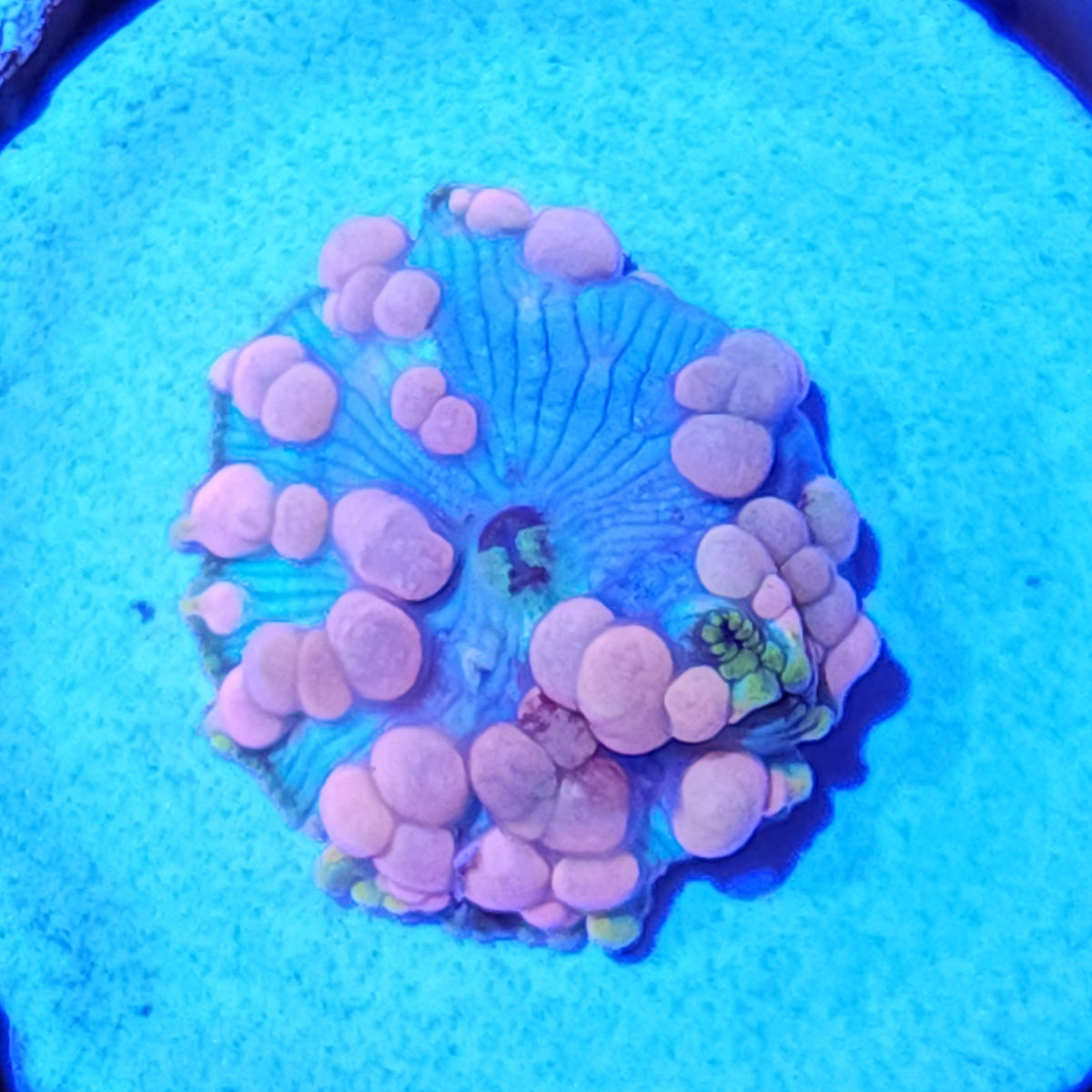 Neptune Bounce Mushroom