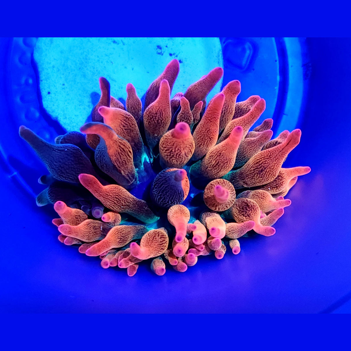 Nexus Burst Anemone (1/4 or less grafted color)