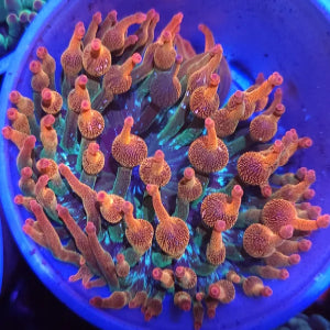 Nexus Burst Bubble Tip Anemone - Aquacultured Anemone | AJ's Aquariums