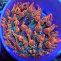 Nexus Burst Bubble Tip Anemone - Aquacultured Anemone | AJ's Aquariums