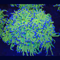 OG Holy Grail Torch - Aquacultured LPS Coral | AJ's Aquariums