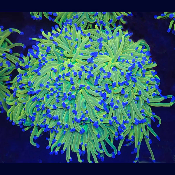 OG Holy Grail Torch - Aquacultured LPS Coral | AJ's Aquariums