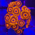 Orange Oxide Zoanthids