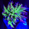 Paletta Pink Tip Acropora - Aquacultured SPS Coral | AJ's Aquariums