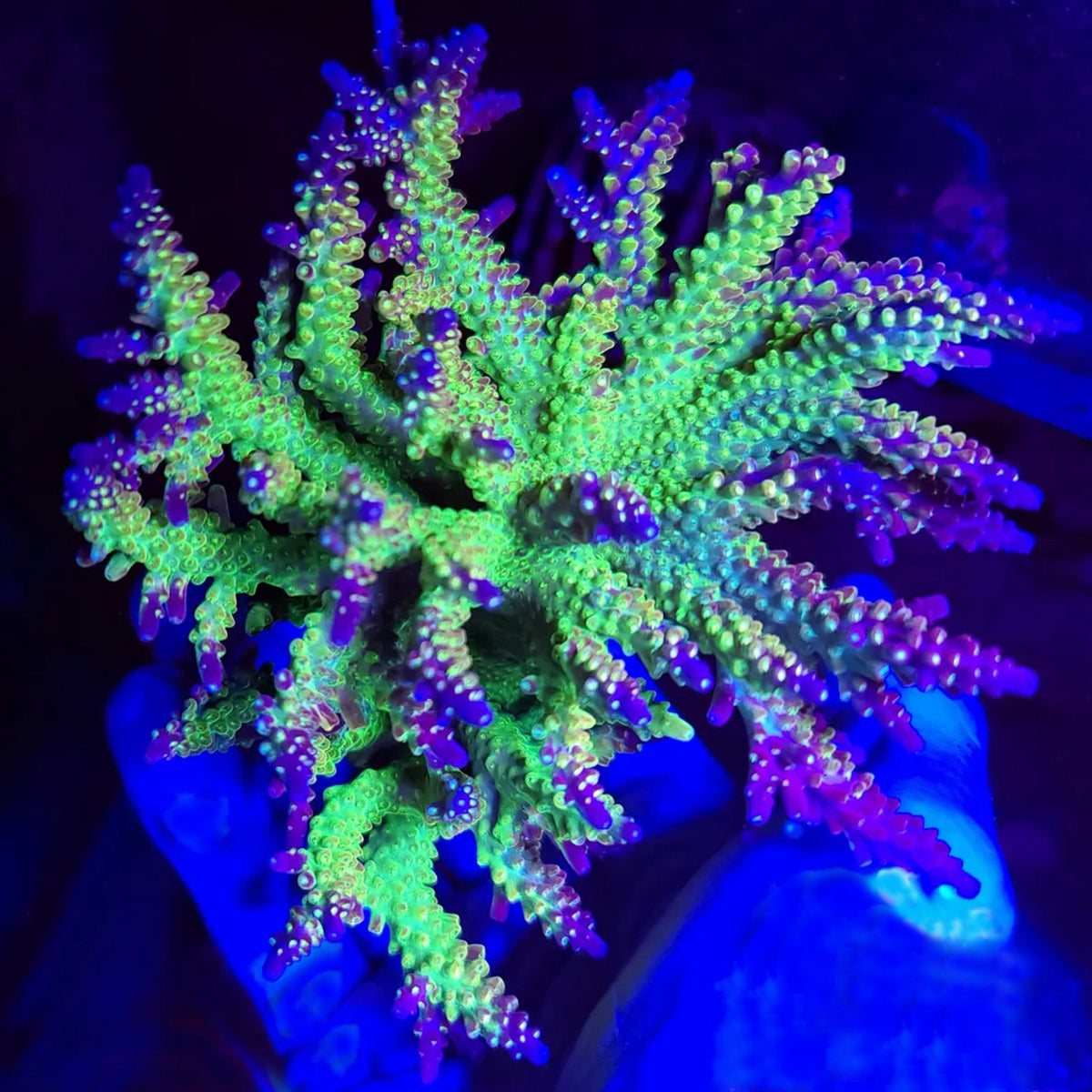 Paletta Pink Tip Acropora - Aquacultured SPS Coral | AJ's Aquariums
