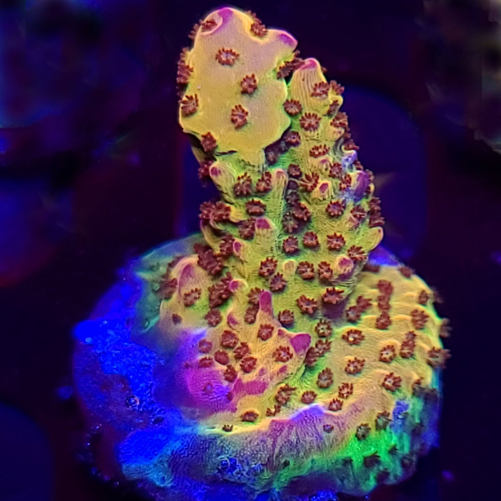 PC Rainbow Acropora