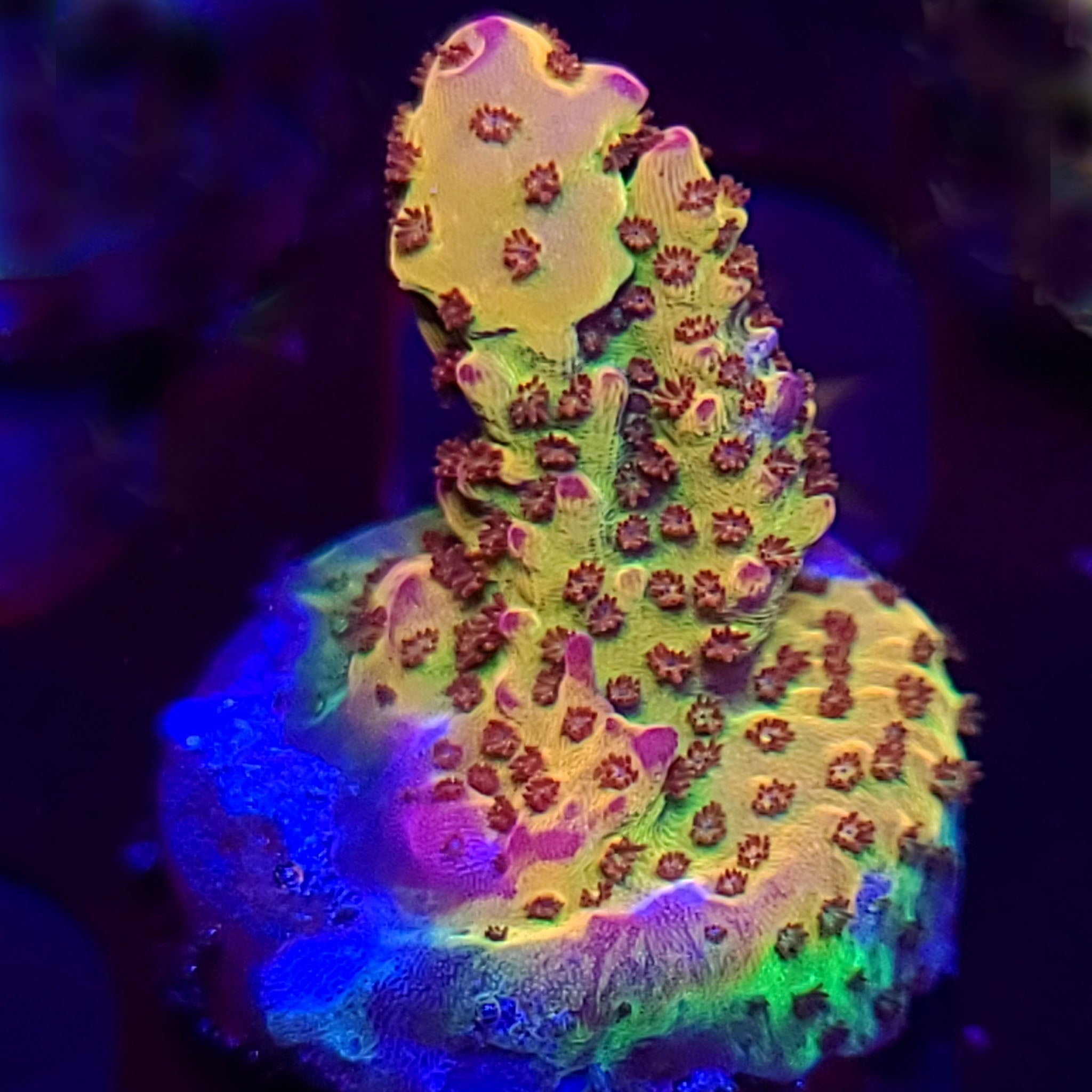 PC Rainbow Acropora
