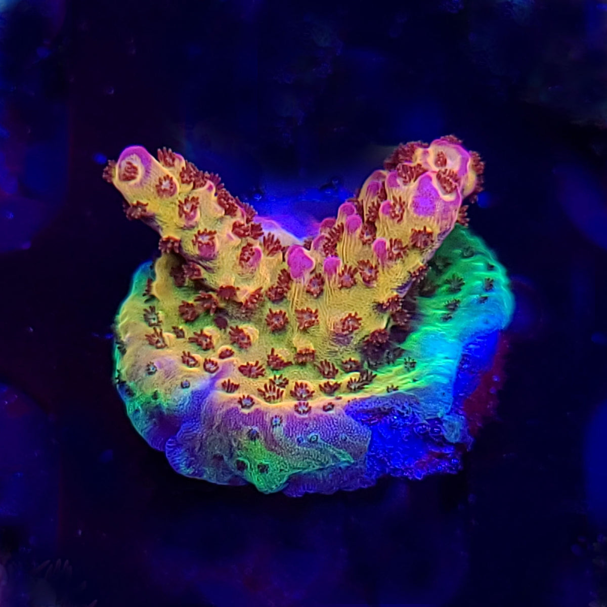 PC Rainbow Acropora