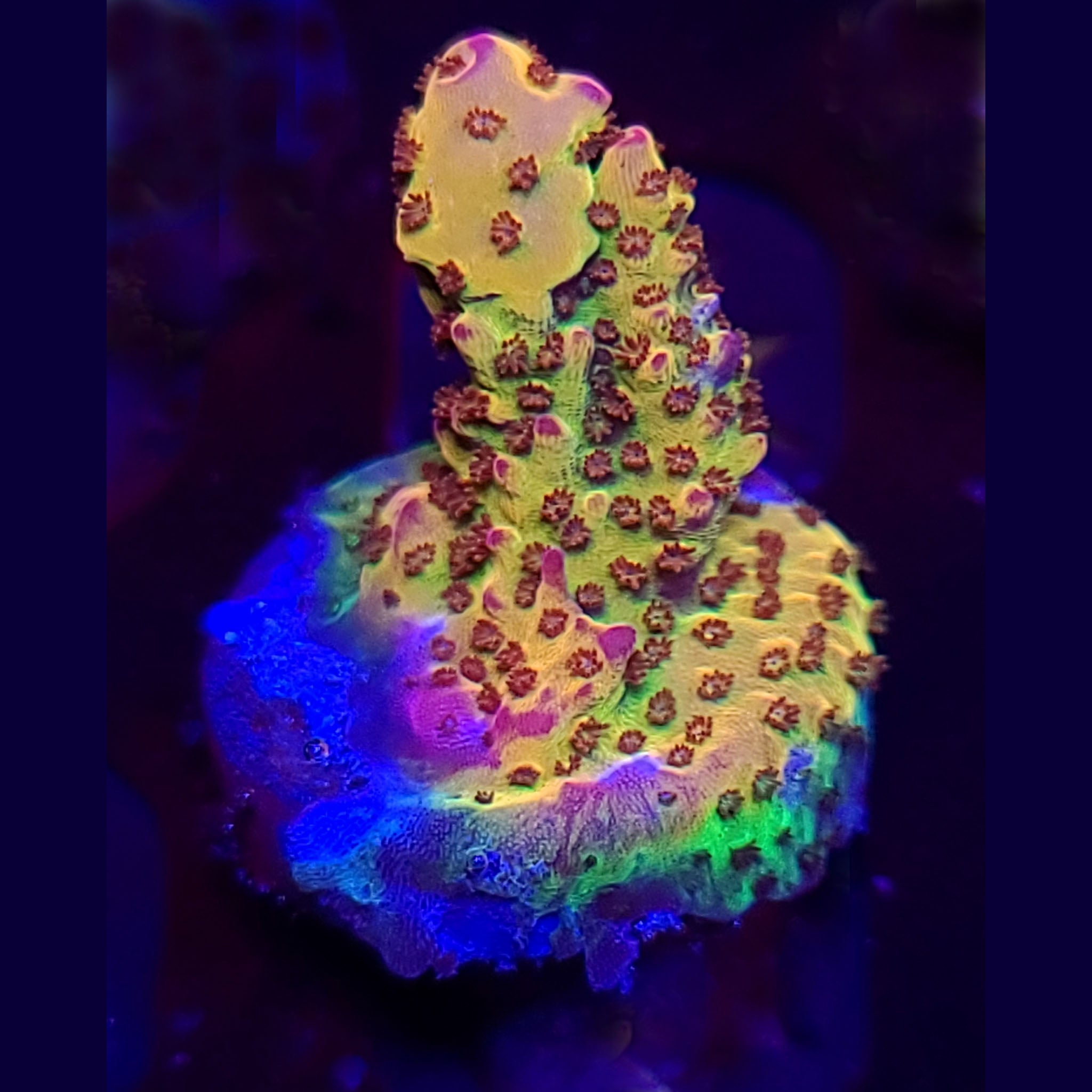 PC Rainbow Acropora - Aquacultured SPS Coral | AJ's Aquariums