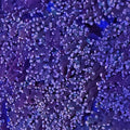 Peach Tip Octospawn - Aquacultured LPS Coral | AJ's Aquariums