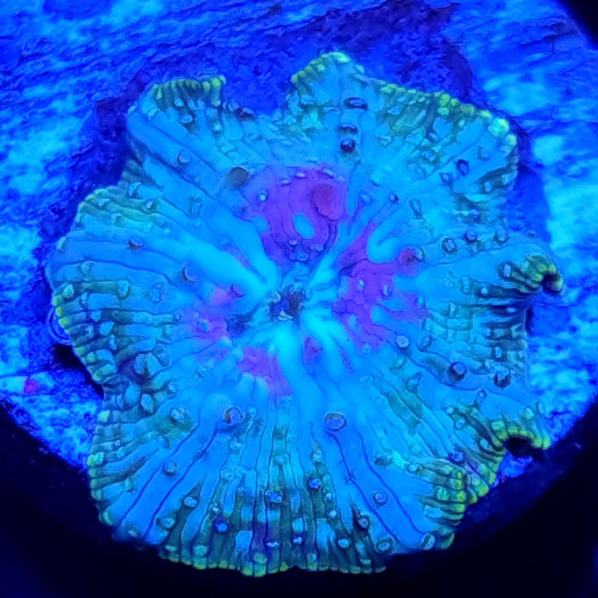 AJ's Peacock Mushroom