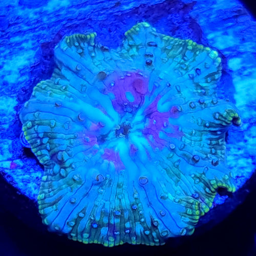 AJ's Peacock Mushroom