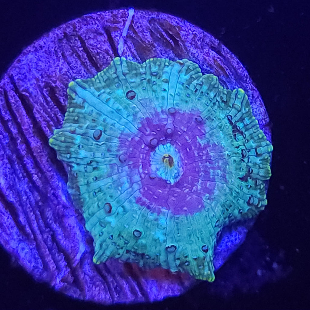 AJ's Peacock Mushroom - Aquacultured Softie Coral | AJ's Aquariums