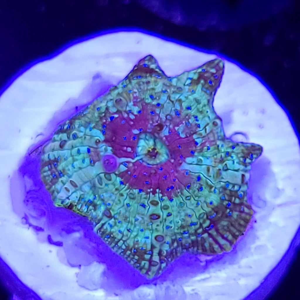 AJ's Peacock Mushroom