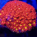 Pink and Yellow Goniopora - Aquacultured LPS Coral | AJ's Aquariums