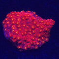 Pink and Yellow Goniopora WYSIWYG - Aquacultured LPS Coral | AJ's Aquariums
