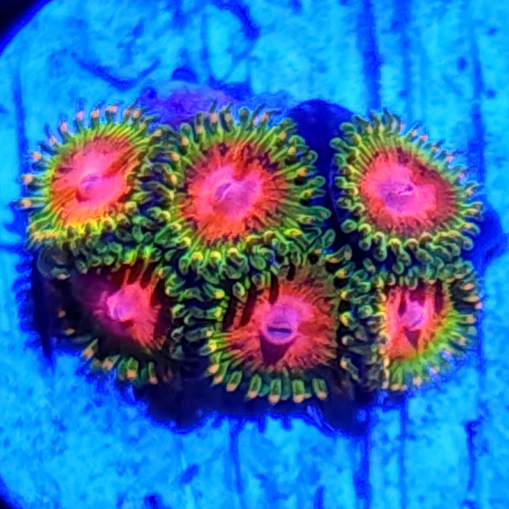 Pink Diamond Zoanthids