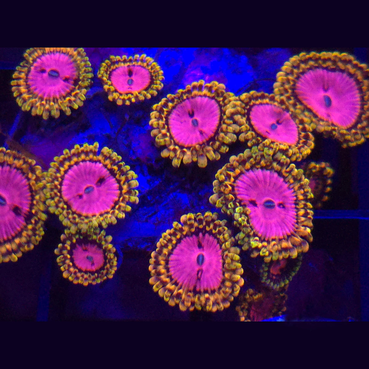 Pink Diamond Zoanthids