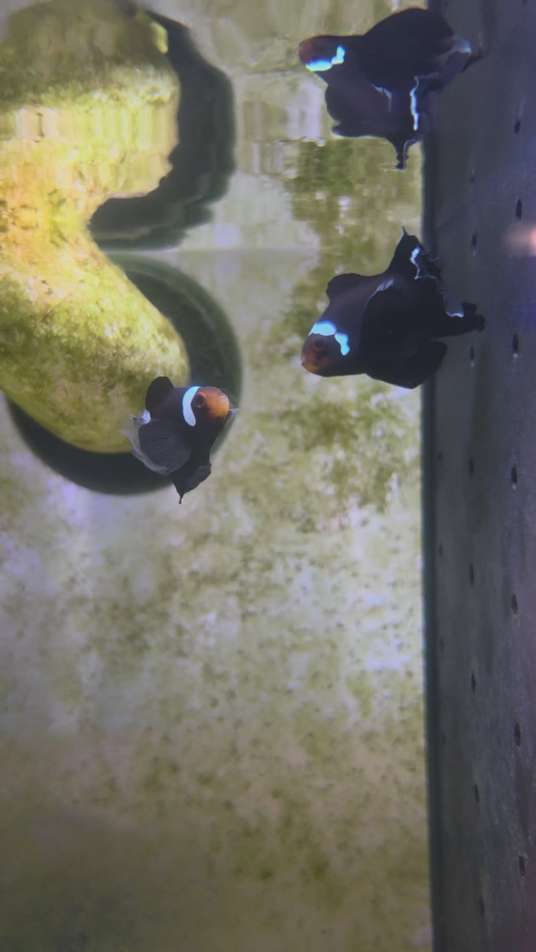 Domino Longfin Clownfish Pair