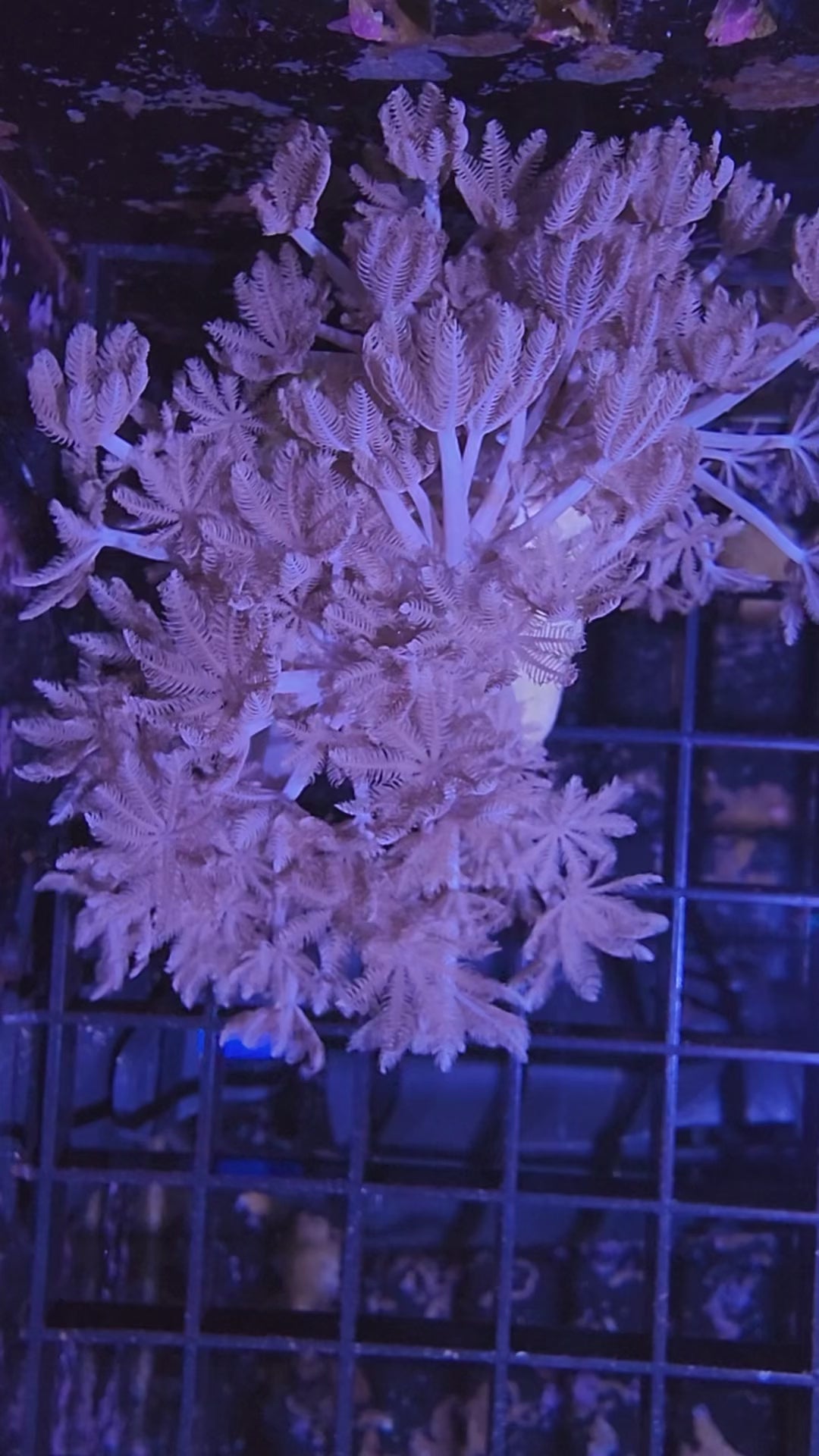 Pom Pom Pulsing Xenia