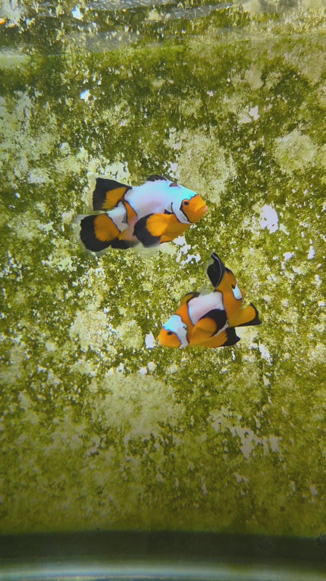 Black Ice Longfin Clownfish Pair