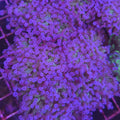 Purple Frogspawn - Aquacultured LPS Coral | AJ's Aquariums