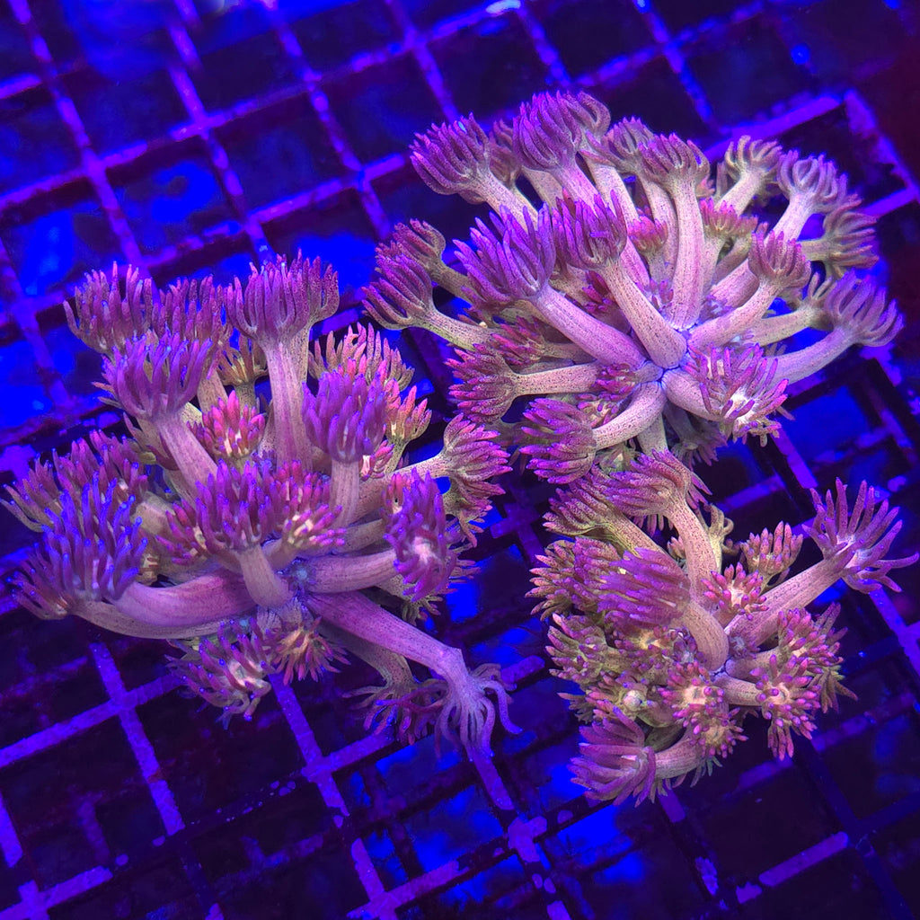 Purple Passion Goniopora