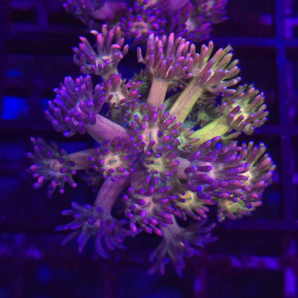 Purple Passion Goniopora WYSIWYG - Aquacultured LPS Coral | AJ's Aquariums