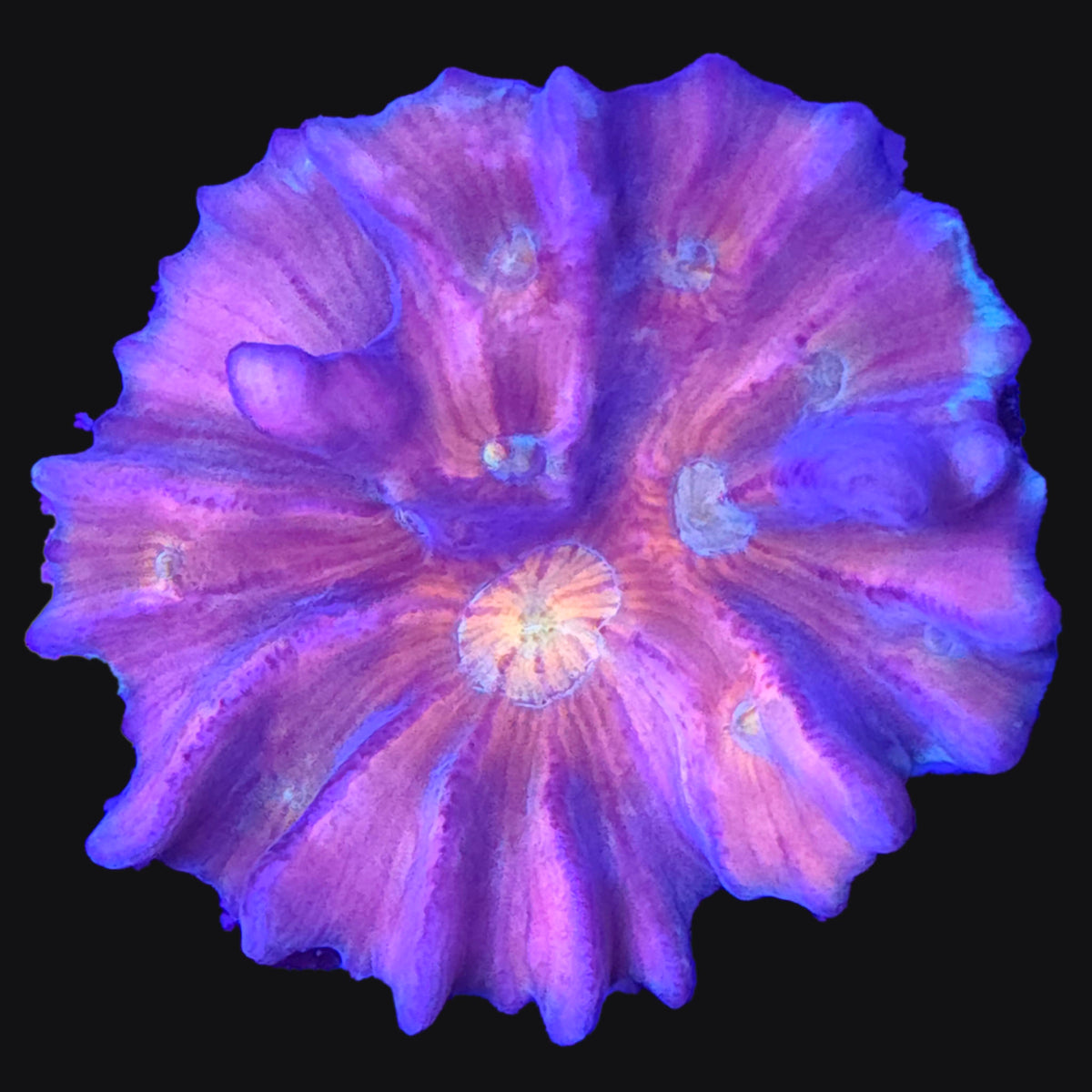Rainbow Pectinia LPS Coral | AJ's Aquariums