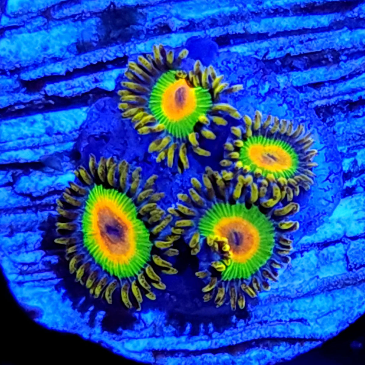 Rasta Zoanthids