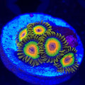 Rasta Zoanthids