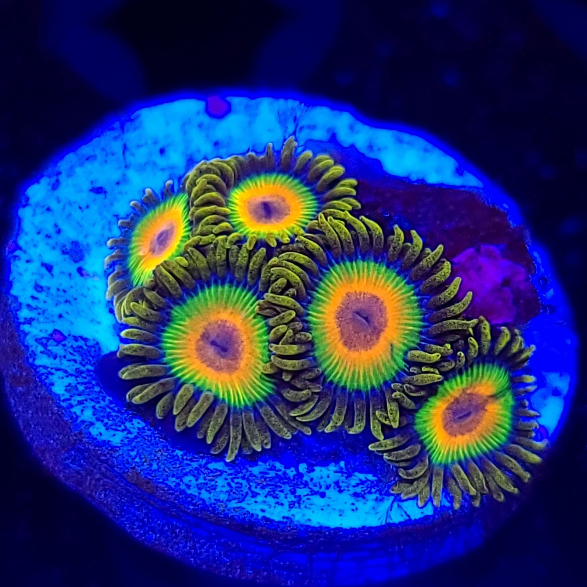 Rasta Zoanthids