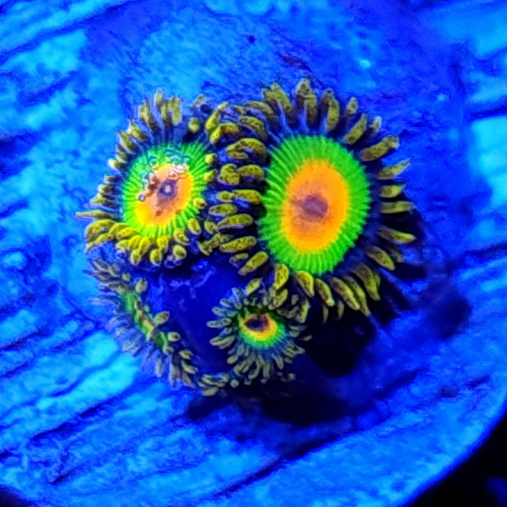 Rasta Zoanthids - Aquacultured Softie Coral | AJ's Aquariums