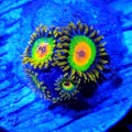 Rasta Zoanthids - Aquacultured Softie Coral | AJ's Aquariums