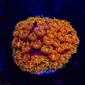 Red Rainbow Goniopora - Aquacultured LPS Coral | AJ's Aquariums